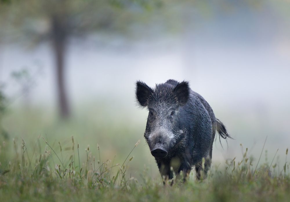 We are (nearly) all going on a Boar hunt!