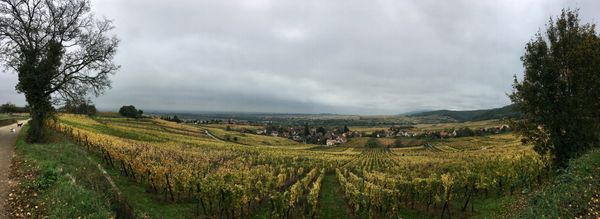 Alsace Wine and Gingerbread Houses