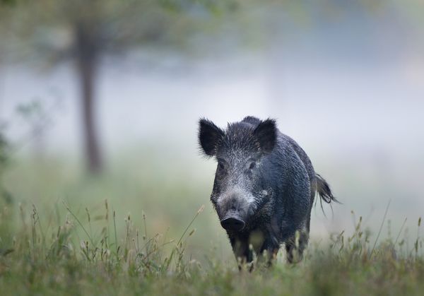 We are (nearly) all going on a Boar hunt!